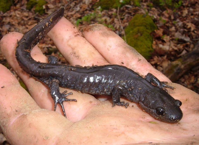 Jefferson Salamander